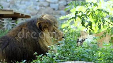 在动物园里，一头雄狮和一头雄狮在绿茵场上尽情放松